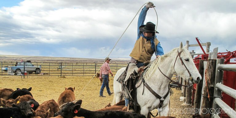 The Adventure Cowboy roping calves at branding